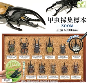 곤충채집표본 가챠캡슐 12종세트