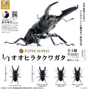 6월예약판매 오오히라 타쿠와가타 사슴벌레 가챠캡슐 4종세트